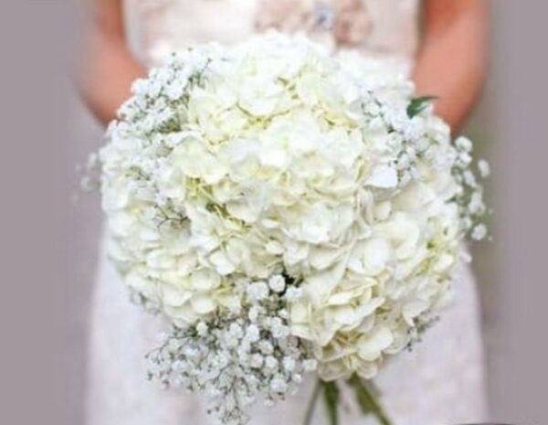 White-Hydrangeas-9863884-3347239