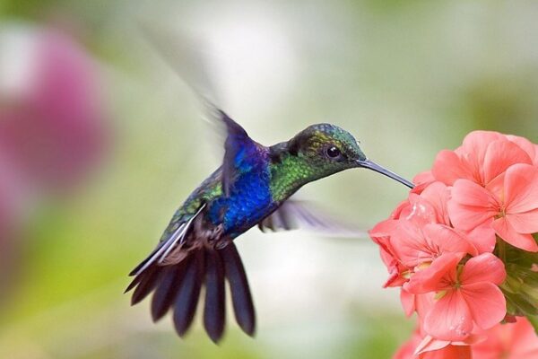 Hummingbird-What-Does-It-Symbolize-6559748-3607987